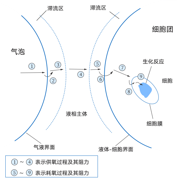 氧從氣泡到細胞中傳遞過程示意圖 氧從氣泡到細胞中傳遞過程示意圖